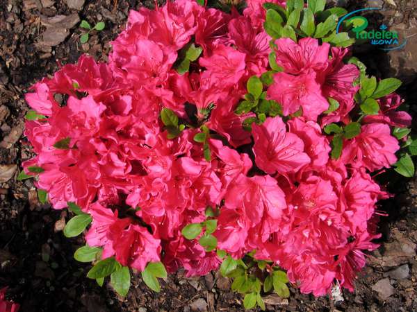 Azalia japońska Gislinde